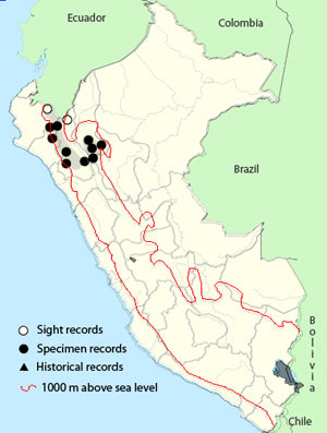 chestnut_crowned antpitta