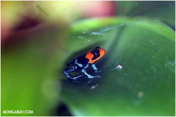 poison arrow frog