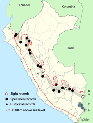 undulated antpitta