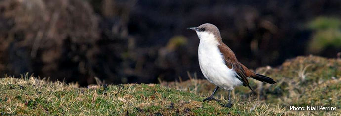 threatened and endangered birds of Peru