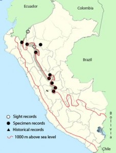 Black-mandibled Toucan