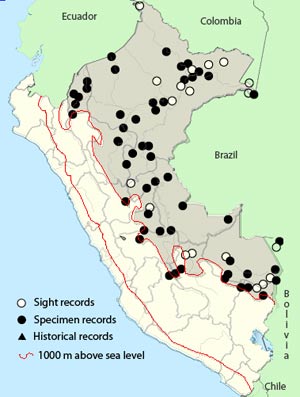 ivory-billed aracari