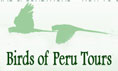 Birds of Peru