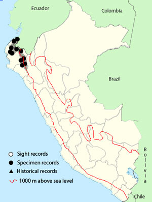 ecuadorian_piculet