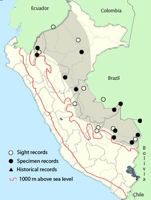 rufous-headed woodpecker