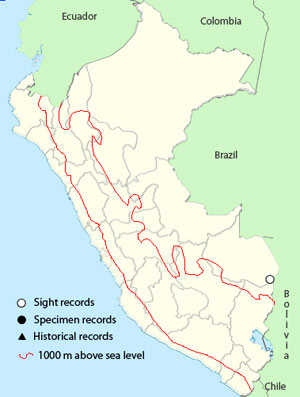 red-winged tinamou