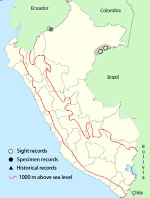 red_fan_parrot