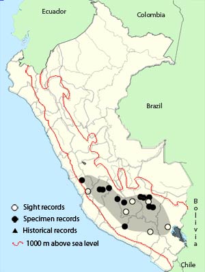spot-winged pigeon