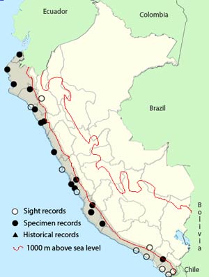 west_peruvian dove