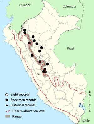 blue-fronted lancebill