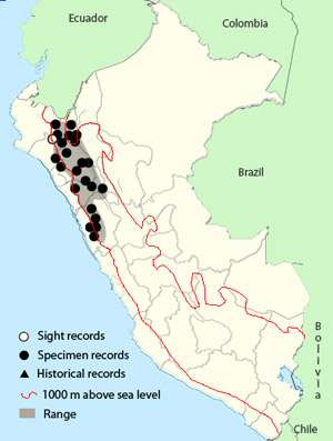 spot-throated_hummingbird