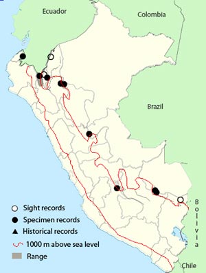ashy-throated_chlorospingus