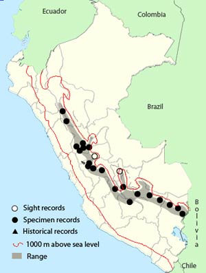 chestnut-bellied_mountain-tanager