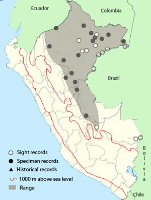 gray-headed_tanager-map