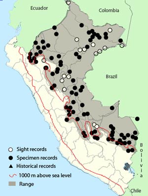 silver-beaked_tanager