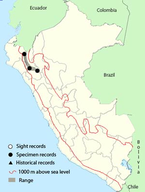 gray-winged_inca-finch