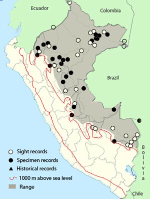 spangled_cotinga