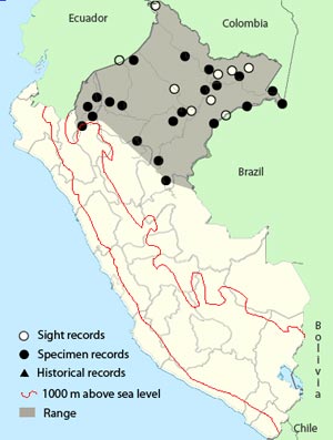 wire-tailed_manakin