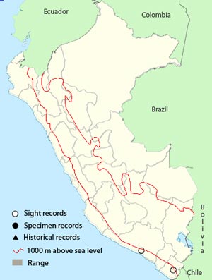chilean_swallow