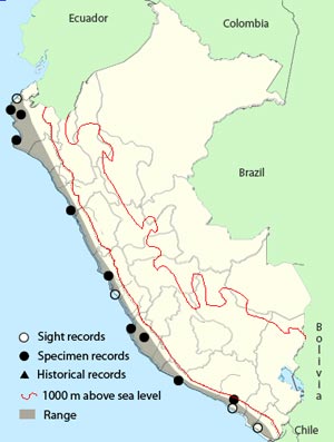 peruvian_martin