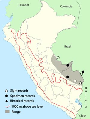 long-crested pygmy-tyrant