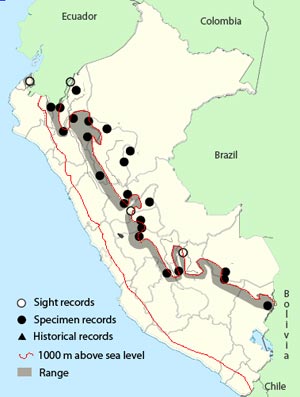 white-throated spadebill