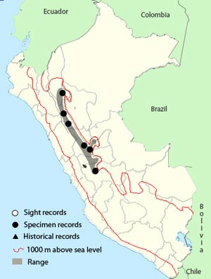 large-footed tapaculo