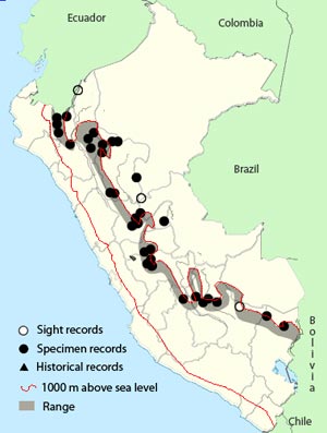 pale-edged flycatcher