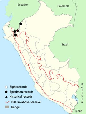 mouse-colored thistletail