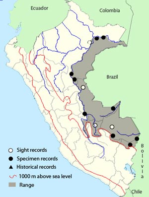 undulated antshrike