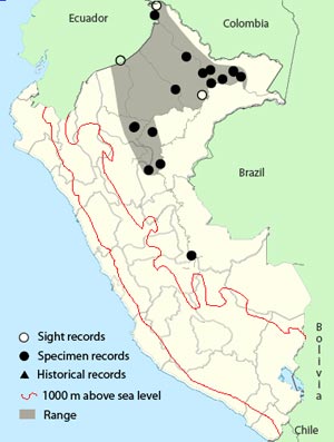 pearly antshrike
