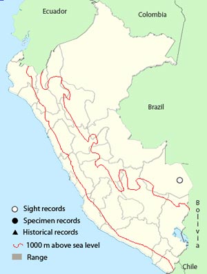 turquoise-fronted parrot