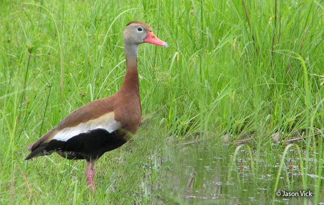 Black-bellied-Whistling-Duck