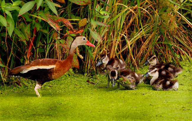 Black-bellied-Whistling-Duck