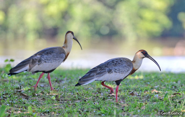 Buff-necked-Ibis