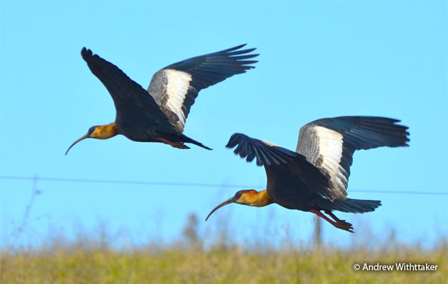 Buff-necked-Ibis