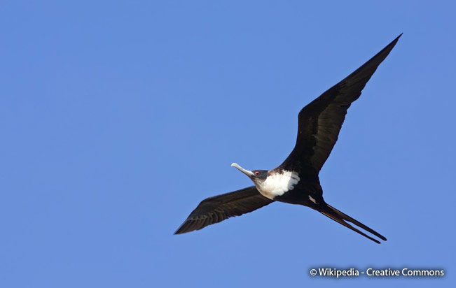 Great_frigatebird