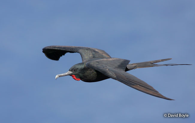 Great_frigatebird