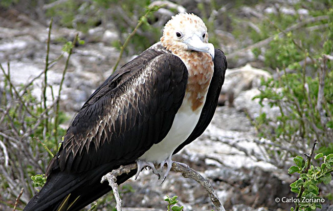 Great_frigatebird