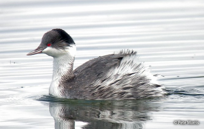 Junin-Grebe