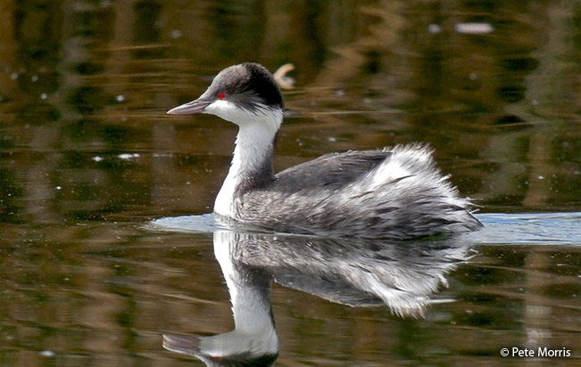 Junin-Grebe
