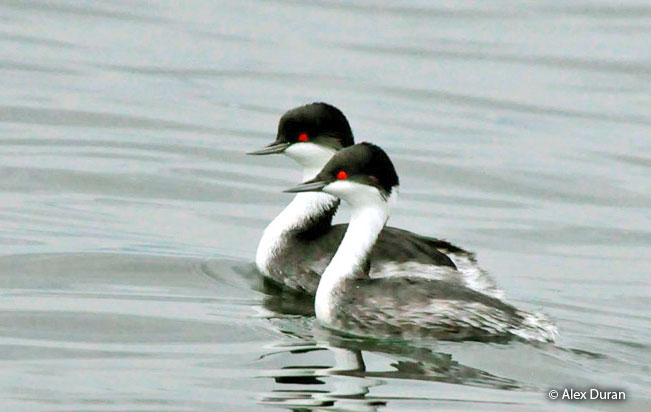Junin-Grebe