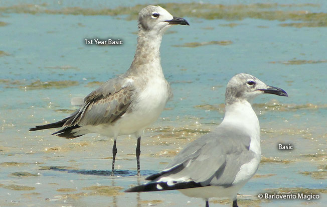 luaghing_gull