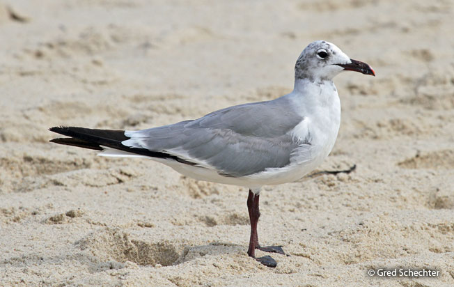 luaghing_gull