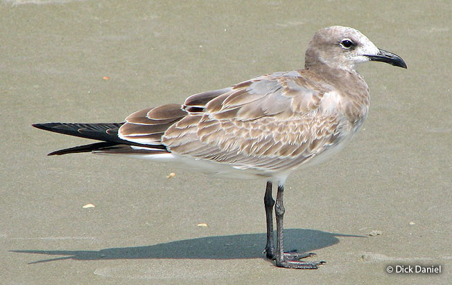luaghing_gull