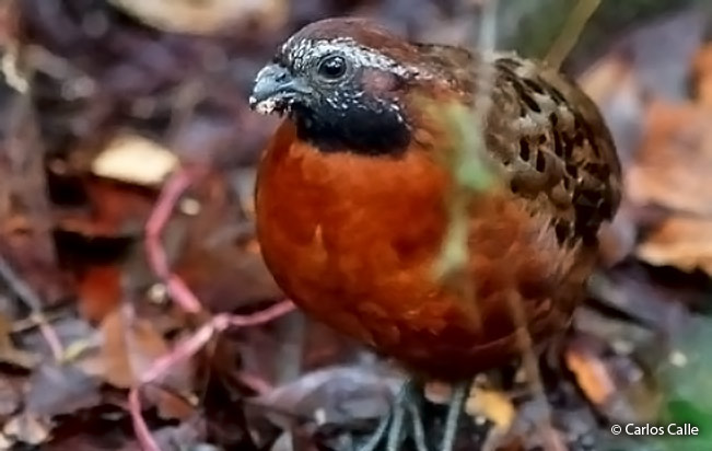 Rufous-breasted-Wood-quail