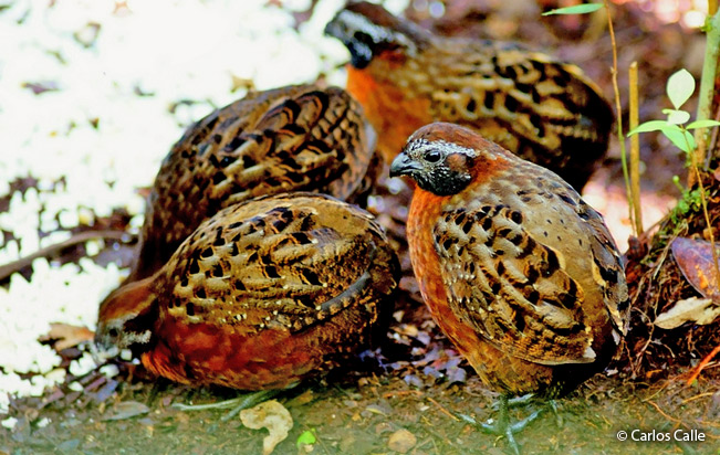 Rufous-breasted-Wood-quail