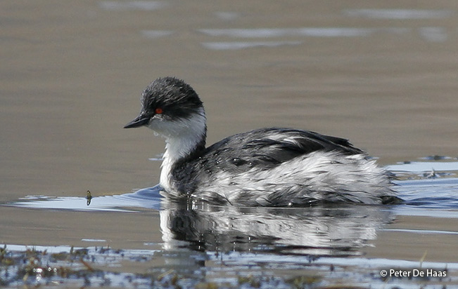 Silvery-Grebe