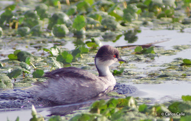 Silvery-Grebe