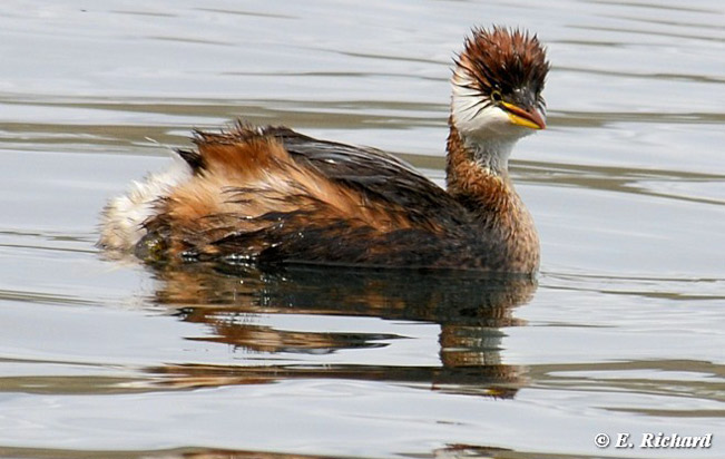 Titicaca-Grebe